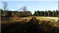 Path through forest on Matlock Moor in DE4 3HF