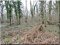 Slepe, coppice in BH16 6HR