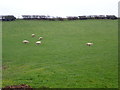 Rams in a field near Rhydgaled in LL16 5SE