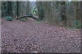 Footpath through Delapre Woods in NN4 8NS
