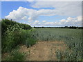 Wheat field near Island Barn in WR11 8JY