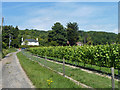 Vineyard south of Pilgrims' Way in TN16 2DU