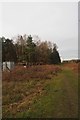 Path between forest blocks in IP26 5BZ