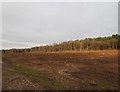 Clear felled area of Thetford Forest in IP26 5BZ