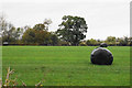 Silage bales in a field in CV9 2JF