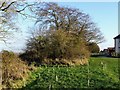 Reinforcing Skitteridge's Wood in DE6 4NA