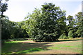 Trees in Hyrstlands Park in WF17 7AY