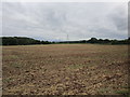 Harrowed field and pylons in B49 5LT