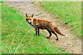 Fox near Bushey Wood, near Southorpe in PE6 7BF