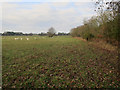 Sheep field, Beachamwell Warren in PE37 8AT