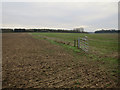 Fenceline, Beachamwell Warren in PE37 8AT