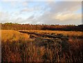 Raised Peat Bog, Greenhead Moss in ML2 8RH
