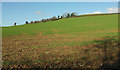 Arable field, Halswell in TQ13 7LP