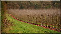 Orchard at Flights Farm in HR8 2JN