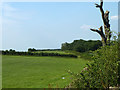 Fields west of Beddlestead Lane in TN16 2JT