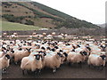 Sheep at Wester Aikengall in EH42 1SG
