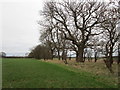 Belt of trees near Crabtree Farm in YO19 6LR