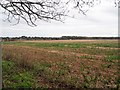 View across bare field with Conifer Hedge line in distance in IP26 5BZ