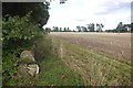 Haughs of Kinnaird, field edge in DD9 6UA
