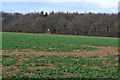 View across field to Upping Copse in SP11 7HS