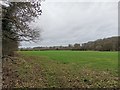 Field next to Bachelor's Lane in GU23 6NG