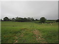 Track across a grass field near Abbotts Wootton in DT6 6NL