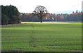 Crop field and woodland near Bourton in Shropshire in TF13 6QL