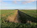 Ditch on Byall Fen in Chatteris North & Manea Ward