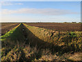 Ditch across Byall Fen in Chatteris North & Manea Ward