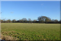 Field with sheep in TN26 3DW