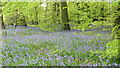 Bluebells in Famous Copse in RG9 4RX