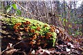 Moss & Fungi in Hoblingwell Wood in BR5 2SP