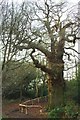 Major Oak in Park Wood in BR5 2SP