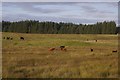 Cattle, Braes of Doune in FK15 9NF