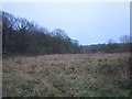 Waste ground and the edge of Dyson's Plantation in South Yorkshire
