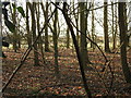 Woodland beside Rectory Road in Weston Green