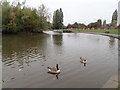 Canada Geese on the lake at Painswick Park in M22 1QW