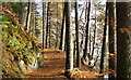 Footpath at Loch Faskally in Autumn in PH16 5JX