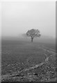 Trees in the mist, Stalisfield in TN27 0HG
