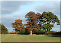 Crop Field and Trees, near Bourton, Shropshire in TF13 6QL