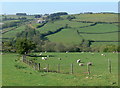 Sheep in the Usk valley near Cwmwysg in LD3 8YG