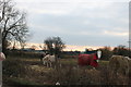Horses grazing by Ongar Road in CM5 9RH