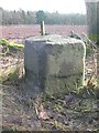Old Milestone by the A933, Maules Wood, Farnell Parish in DD9 6TU