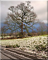 Gnarled Tree, Bodelwyddan Park in LL18 5WG
