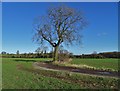 Tree by the track to Starthwood Farm in NG15 6SE