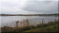 Wetlands at RSPB Middleton Lakes nature reserve in B77 1LX