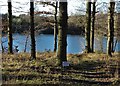 Moorgreen Reservoir through the trees in NG16 3QY