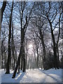 Snowy January Woolton Woods in L25 7RH
