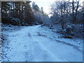 Disused old quarry road in Ickburgh