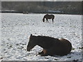 Horses in the snow, Winchmore Hill in HP7 0NR